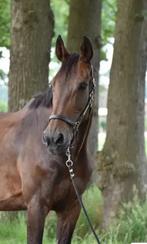 Topper opzoek naar een Pensioenplekje, Dieren en Toebehoren, Paarden, Merrie, Niet van toepassing, 11 jaar of ouder, Gechipt