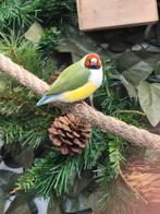 Gouldamadine pop, Vrouwelijk, Tropenvogel