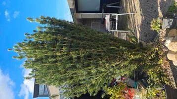 Cephalotaxus harringtonii boom 2,5-3 m, zelf uitgraven  beschikbaar voor biedingen