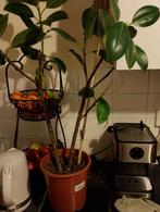 Grote plant, Huis en Inrichting, Kamerplanten, Ophalen, Overige soorten