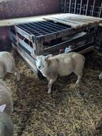 Ram lam kruising Noord Hollander/swifter, Dieren en Toebehoren, Mannelijk, Schaap, 0 tot 2 jaar