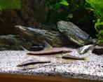 Aangeboden 4 x Siamese algeter  +/-  13 cm groot, Dieren en Toebehoren, Vissen | Aquariumvissen, Vis, Zoetwatervis, Schoolvis