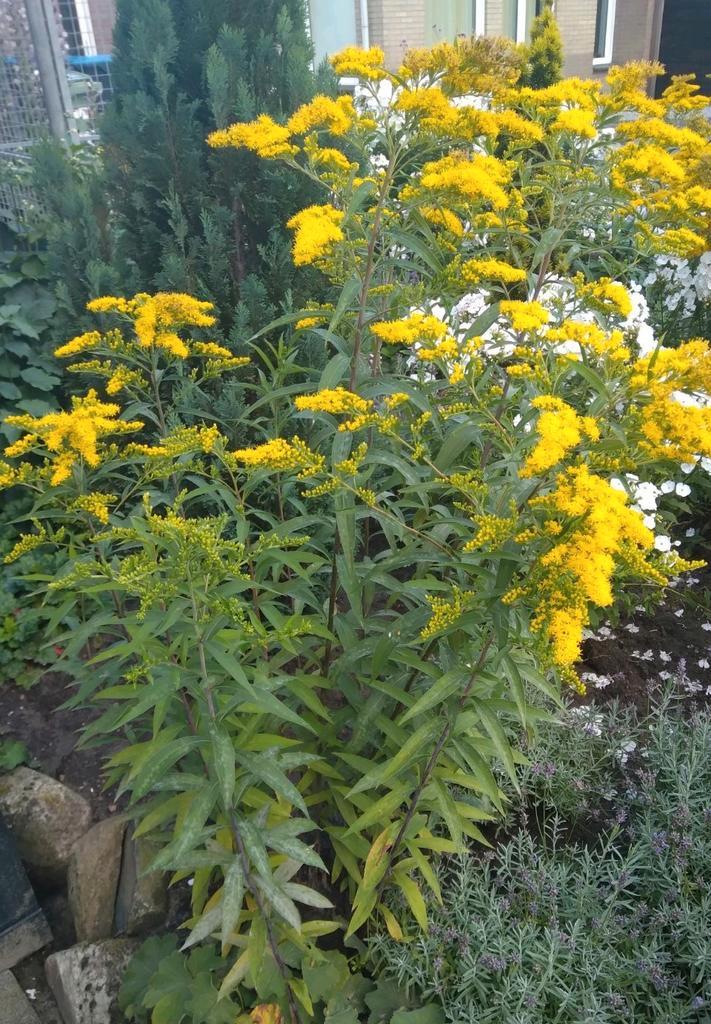 Gulden roede vlinderstruik  flox Hosta tuinplanten, Tuin en Terras, Planten | Struiken en Hagen, Overige soorten, Minder dan 100 cm