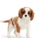 Cavalier king charles spaniel pups verwacht, Dieren en Toebehoren, Honden | Retrievers, Spaniëls en Waterhonden, 8 tot 15 weken