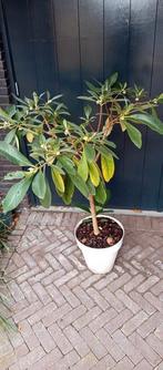 edgeworthia, Ophalen, Overige soorten, Volle zon