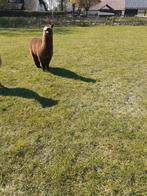 Te koop mooi  alpaca hengstje   ook alpaca  wol schapen wol, Dieren en Toebehoren, Overige Dieren, Juni, Mannelijk