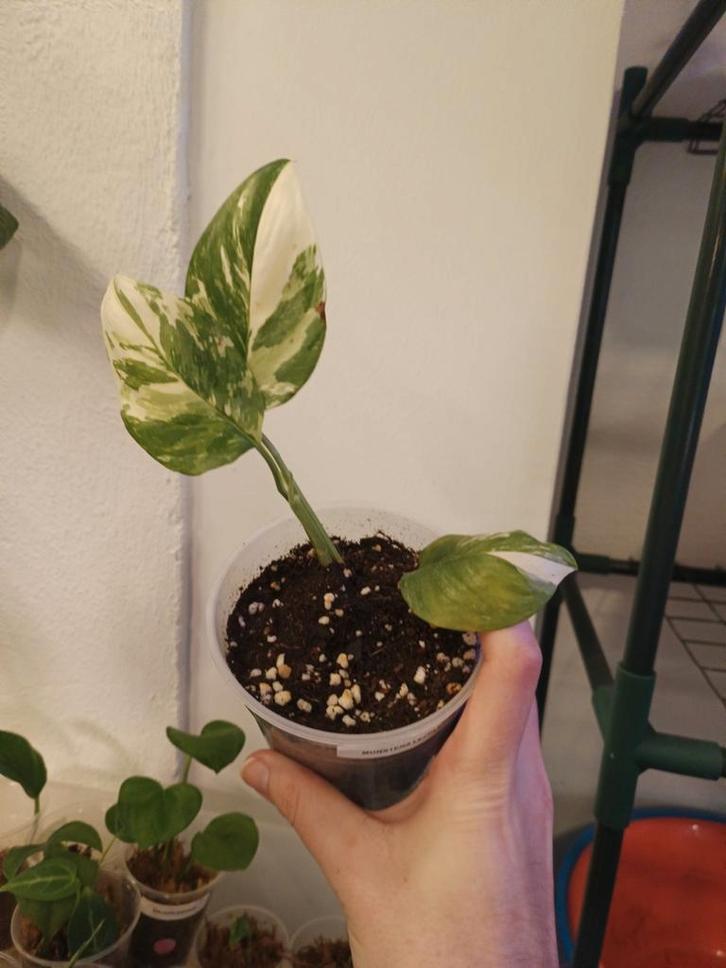 Monstera lechleriana variegata, Huis en Inrichting, Kamerplanten, Minder dan 100 cm, Halfschaduw, Ophalen of Verzenden