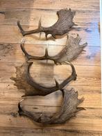 Geweien damherten, Ophalen of Verzenden, Zo goed als nieuw, Paard, Beeldje of Figuurtje