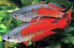 Nieuw binnen!!! Melanotaenia parkinsoni XL!!!, Dieren en Toebehoren, Vis, Zoetwatervis
