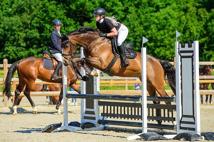 Brave merrie met interessante afstamming, Dieren en Toebehoren, Paarden, Merrie, B, 160 tot 165 cm, 11 jaar of ouder, Springpaard