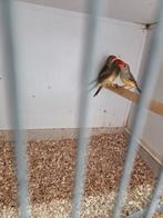 Binzen, Dieren en Toebehoren, Vogels | Overige Vogels, Meerdere dieren, Tropenvogel