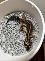 Black night luipaardgekko vrouw, Dieren en Toebehoren, Reptielen en Amfibieën, Hagedis, Tam, 0 tot 2 jaar