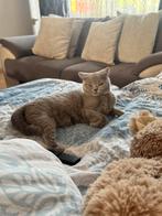 Britse korthaar poes te koop, Dieren en Toebehoren, Poes, Gechipt