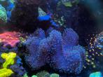 Paddestoel leder sarcophyton koraal, Dieren en Toebehoren, Vissen | Aquariumvissen, Overige typen