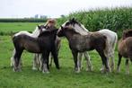 Prachige met zorg gefokte tinker veulens en jaarlingen., Minder dan 160 cm, Niet van toepassing, 0 tot 2 jaar, Meerdere dieren