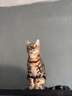 Half bengaalse katten, Dieren en Toebehoren, Katten en Kittens | Raskatten | Korthaar, Meerdere dieren, Ontwormd, 0 tot 2 jaar