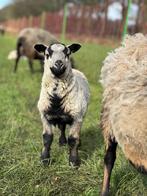 Maasduinen lammeren te koop, Dieren en Toebehoren, Schapen, Geiten en Varkens, Schaap, Meerdere dieren, 0 tot 2 jaar