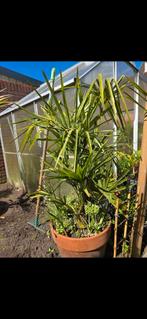 Mooie 2 stammige palm trachycarpus fortunei, Tuin en Terras, Planten | Tuinplanten, Ophalen, Bloeit niet, Overige soorten, Volle zon