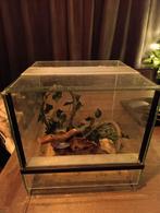Terrarium voor insecten, Dieren en Toebehoren, Insecten en Spinnen