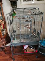 Zwartkop caique 350euro met kooi, Dieren en Toebehoren, Ophalen, Zo goed als nieuw