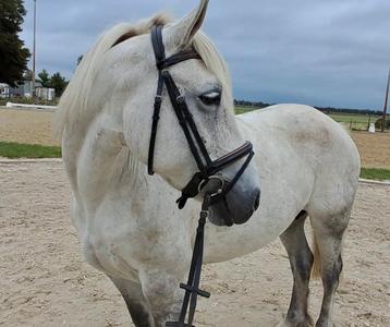 Lieve hele brave highland pony merrie!!  beschikbaar voor biedingen