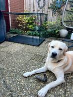 Hondenbench XL 2-deurs 107x70x76, Ophalen, Zo goed als nieuw