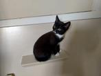 Kittens te koop update, Dieren en Toebehoren, Katten en Kittens | Overige Katten, Meerdere dieren, Kortharig, 0 tot 2 jaar