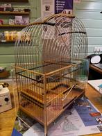 Te Koop Diverse Surinaamse Kooien, Dieren en Toebehoren, Vogels | Overige Vogels, Meerdere dieren, Tropenvogel