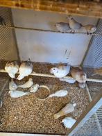 40 lachduiven, Dieren en Toebehoren, Vogels | Duiven, Meerdere dieren, Overige soorten