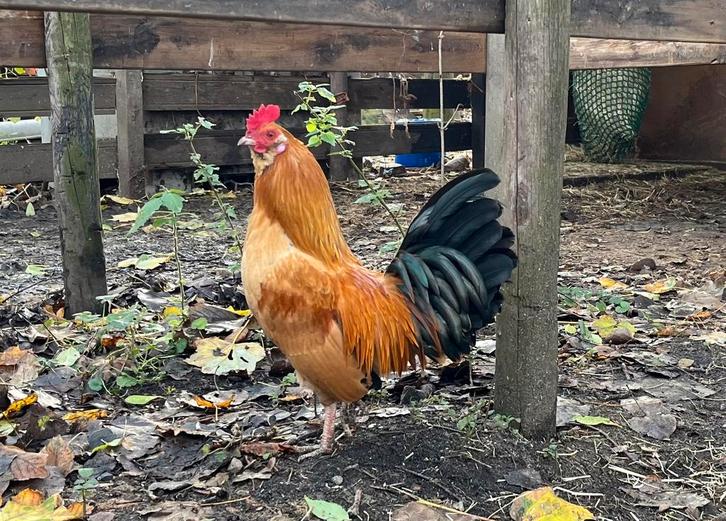 Gratis jonge kruising Serama x Uilebaard haan, Dieren en Toebehoren, Pluimvee, Kip, Mannelijk
