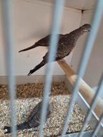 Zebraduiven, Dieren en Toebehoren, Vogels | Duiven, Mannelijk, Overige soorten