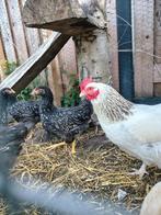 Zilvergezoomd Barnevelder Haan, Dieren en Toebehoren, Pluimvee, Meerdere dieren, Kip