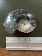 Gepolijste Ammoniet Fossiel, Verzamelen, Mineralen en Fossielen, Ophalen of Verzenden, Fossiel
