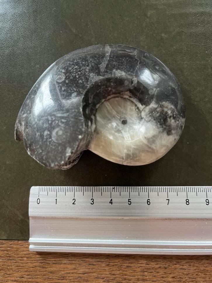 Gepolijste Ammoniet Fossiel, Verzamelen, Mineralen en Fossielen, Fossiel, Ophalen of Verzenden