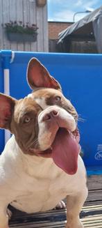 American micro bully, Dieren en Toebehoren, November, Vrouwelijk