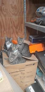 Lieve gezonde kittens, 3,5 maand oud, Dieren en Toebehoren, Katten en Kittens | Overige Katten, Meerdere dieren, Kortharig, 0 tot 2 jaar