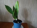 Vrouwentong met stekje, Huis en Inrichting, Kamerplanten, Overige soorten, Minder dan 100 cm, Groene kamerplant, Halfschaduw
