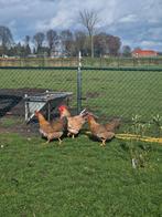 Broedeieren bielefelder (groot), Dieren en Toebehoren, Pluimvee