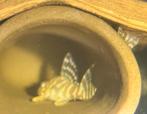 Hypancistrus sp. L333 Albino, Vis