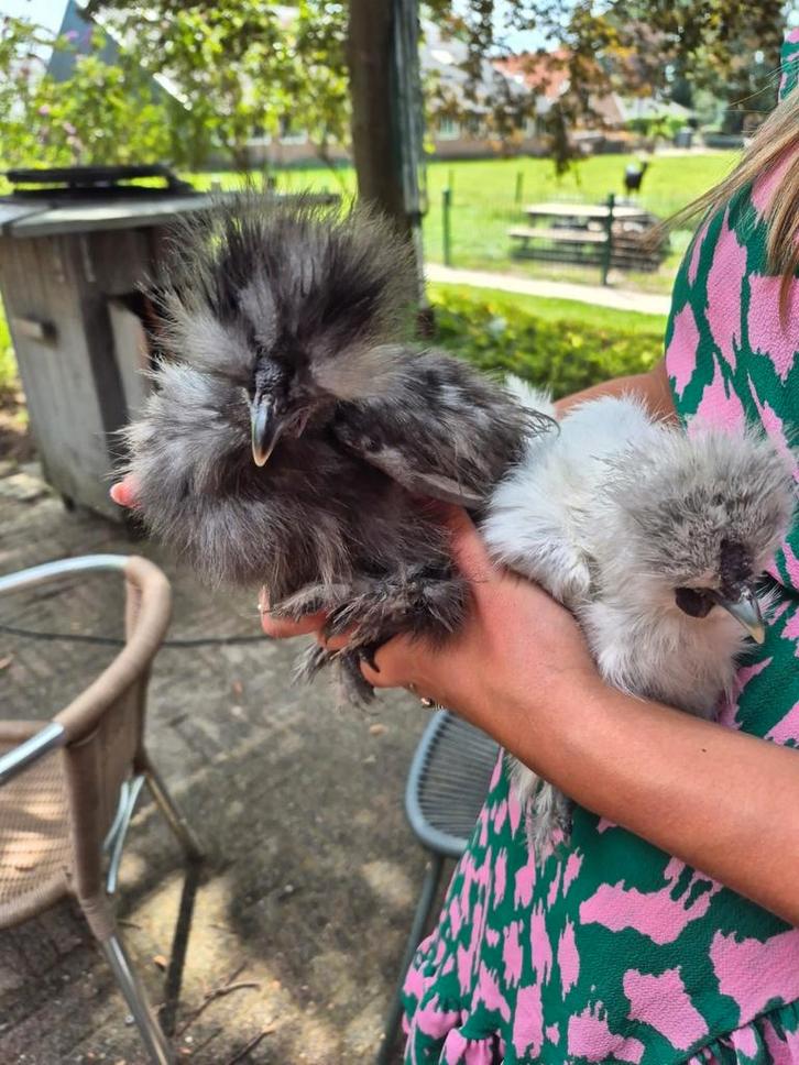 Gratis haan zijdehoen kriel, Dieren en Toebehoren, Pluimvee, Kip, Mannelijk