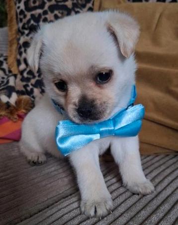 kleine keeshond / Pomeriaan pup  beschikbaar voor biedingen