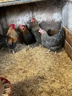 1-3 Zeldzame Aarschotse krielen, Dieren en Toebehoren, Pluimvee, Meerdere dieren, Kip