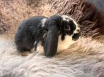 Raszuiver minilop konijntje man/ram, Dieren en Toebehoren, Mannelijk, Dwerg, Hangoor, 0 tot 2 jaar
