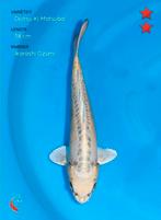 Japanse Koi, Dieren en Toebehoren, Karper of Koi