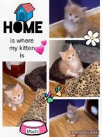 Maine Coon kittens geb. 25-11-2025, Dieren en Toebehoren, Katten en Kittens | Raskatten | Langhaar, Poes, Gechipt