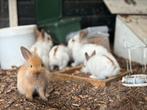 Gezonde baard dwergkonijntjes, Dieren en Toebehoren, Konijnen, Meerdere dieren, Dwerg