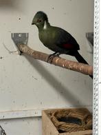 0-1 witwangtoerako 25, Dieren en Toebehoren, Vrouwelijk