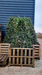 Hedera Hibernica 🌿 500 stuks, Tuin en Terras, Ophalen, Halfschaduw, Overige soorten, 100 tot 250 cm