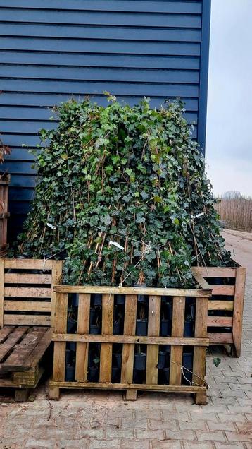 Hedera Hibernica 🌿 500 stuks beschikbaar voor biedingen