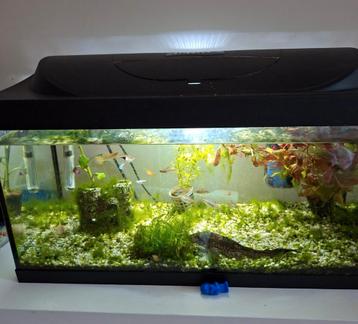 Compleet aquarium met vissen en toebehoor. beschikbaar voor biedingen
